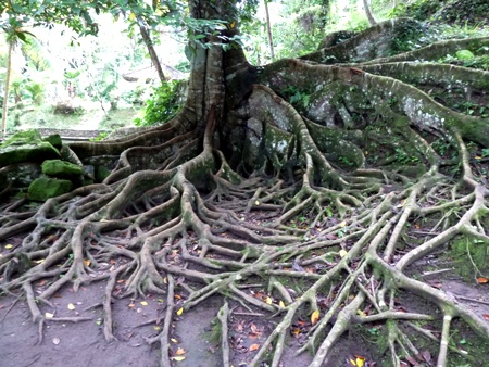 Laying down some serious rOOts near Goa Gajah, the Elephant Cave near Ubud, Bali. Laying down some serious rOOts near Goa Gajah, the Elephant Cave near Ubud, Bali.