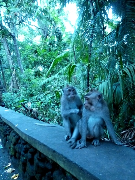 The Sacred Monkey Forest Sanctuary, Ubud, Bali. The Sacred Monkey Forest Sanctuary, Ubud, Bali.