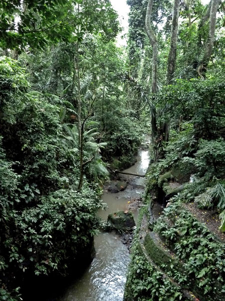 Can you say lush? The Sacred Monkey Forest Sanctuary in Ubud, Bali.
