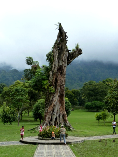A huge tree in the Bali Botanical Gardens in Candikuning, Bali.