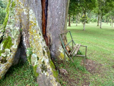 The raddest bench ever. Bali Botanical Gardens in Candikuning, Bali.