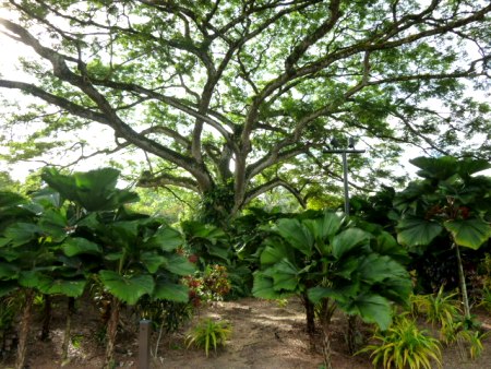 Green heaven in the Singapore Botanic Gardens. Green heaven in the Singapore Botanic Gardens.