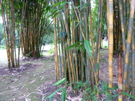 Some big bamboo in the Singapore Botanic Gardens. Some big bamboo in the Singapore Botanic Gardens.