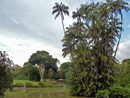 Some towering palms in the Singapore Botanic Gardens.