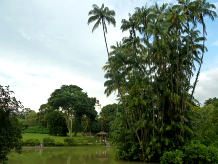Some towering palms in the Singapore Botanic Gardens. Some towering palms in the Singapore Botanic Gardens.