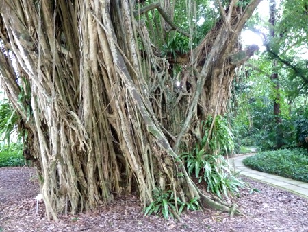 A tangled tree in the Singapore Botanic Gardens. A tangled tree in the Singapore Botanic Gardens.
