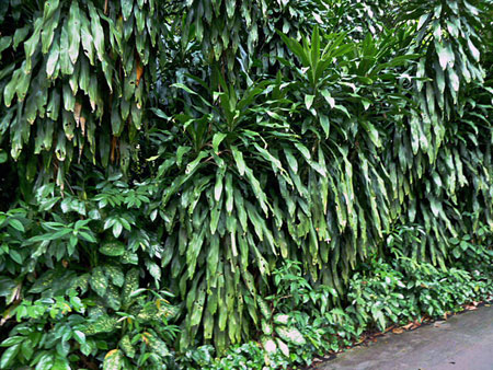 Can you say lush? Singapore Botanic Gardens.