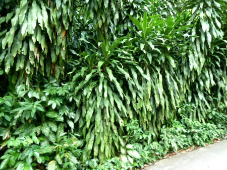 Can you say lush? Singapore Botanic Gardens. Can you say lush? Singapore Botanic Gardens.
