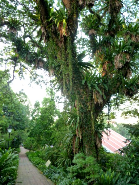 An amazing fern-covered tree in Fort Canning, Singapore.