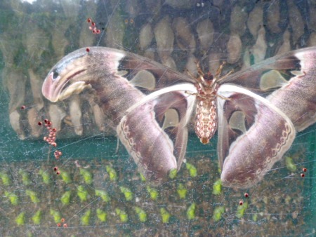 A big ol' butterfly in a tank at Taman Rama Rama in Kuala Lumpur, Malaysia. A big ol' butterfly in a tank at Taman Rama Rama in Kuala Lumpur, Malaysia.