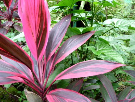 Some colorful tropical foliage at Taman Rama Rama in Kuala Lumpur, Malaysia. Some colorful tropical foliage at Taman Rama Rama in Kuala Lumpur, Malaysia.