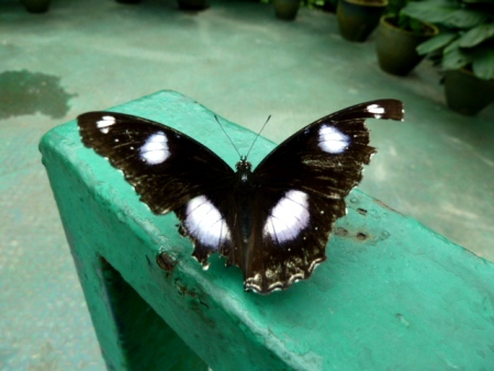 The elusive Black Butterfly of Doom captured by my lens at Taman Rama Rama in Kuala Lumpur, Malaysia. The elusive Black Butterfly of Doom captured by my lens at Taman Rama Rama in Kuala Lumpur, Malaysia.