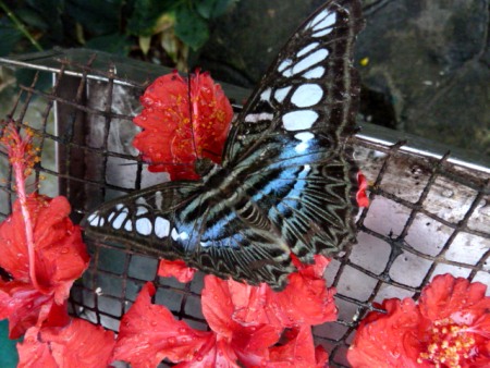 Another pretty black butterfly at Taman Rama Rama in Kuala Lumpur, Malaysia. Another pretty black butterfly at Taman Rama Rama in Kuala Lumpur, Malaysia.