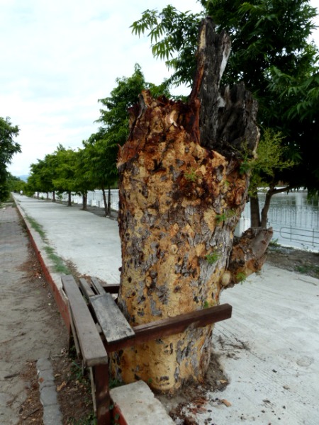 I'm stumped about what kind of caption to write for this photo. Mandalay Palace moat, Myanmar.