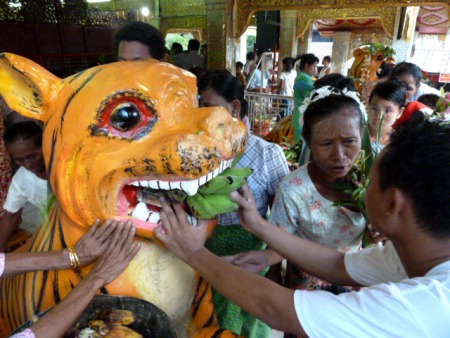 Feeding the tiger at the nat pwe in Taungbyone, Myanmar. Feeding the tiger at the nat pwe in Taungbyone, Myanmar.