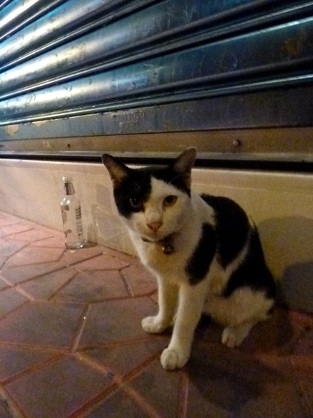 A poor little street kitty in Banglamphu, Bangkok, Thailand.