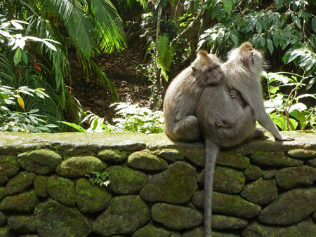 A couple of macaques cuddle in the Sacred Monkey Forest Sanctuary in Ubud, Bali, Indonesia.