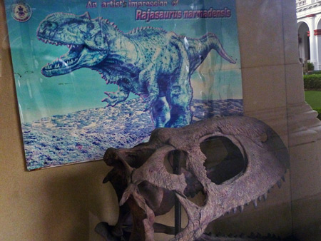 A Rajasaurus skull at the Indian Museum in Kolkata, India.