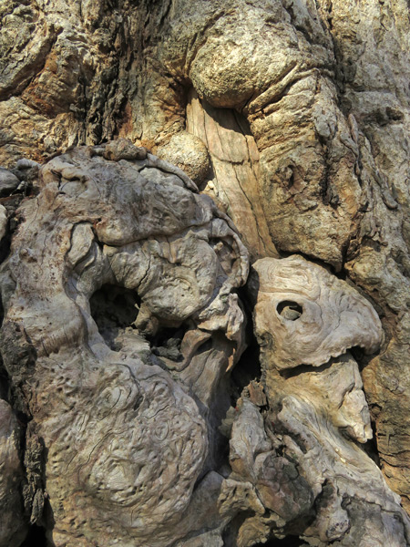 A gnarled tree trunk at Wat Saphan Hin in Sukothai, Thailand.