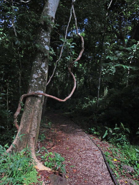 A tree and vine do the tango at the Parque Natural Metropolitano in Panama City, Panama.