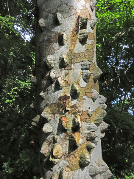 You know that armored dinosaur Ankylosaurus? Well, here's a similarly armored tree at the Parque Natural Metropolitano in Panama City, Panama.