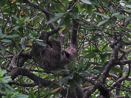 Where's Waldo? I mean the sloth, in Bocas del Toro, Panama.
