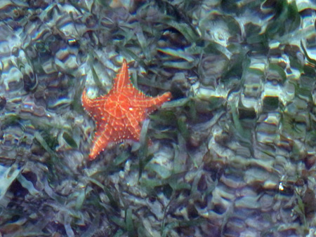 A starfish in Bocas del Toro, Panama.