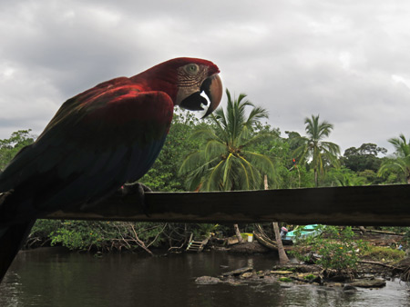 A scarlet macaw in Bocas del Toro, Panama.