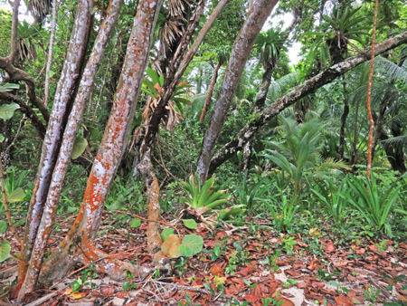 A jungle scene in Bocas del Toro, Panama.