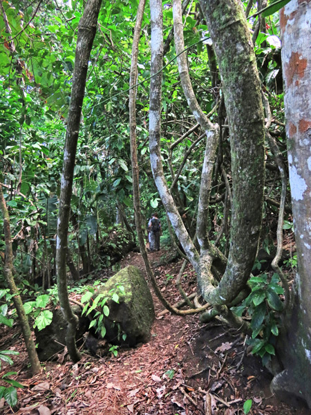Hiking through the vines in Corcovado National Park on the Osa Peninsula, Costa Rica.