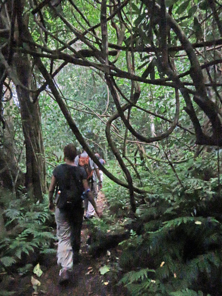 Hiking through the vines in Corcovado National Park on the Osa Peninsula, Costa Rica.