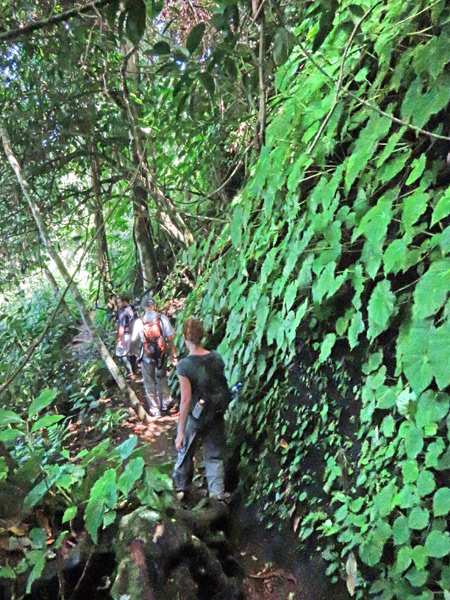 Hiking past a rock wall covered with big leaves in Corcovado National Park on the Osa Peninsula, Costa Rica.