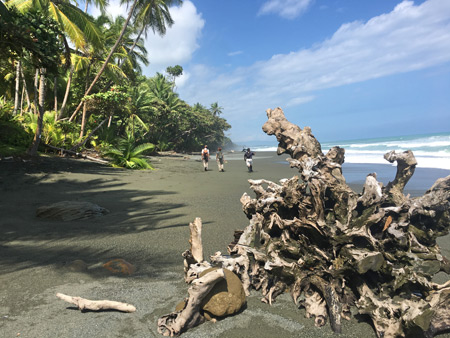 Wild wood on the beach on the Osa Peninsula, Costa Rica.