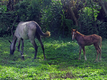 Horses near Museo el Ceibo on Isla de Ometepe, Nicaragua.