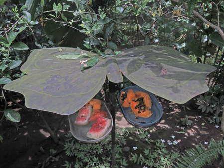 Butterfly food at Butterfly Paradise in Charco Verde, Isla de Ometepe, Nicaragua.