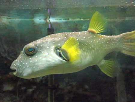 A yellow fish at the Aquario Municipal in Mendoza, Argentina.