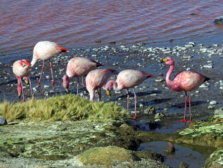Flamingos dine at the Laguna Colorada in the Reserva Nacional de Fauna Andina Eduardo Avaroa, Bolivia.