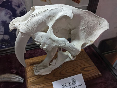 A saber tooth tiger skull at the Museo Paleontológico de Chile in Santiago, Chile.