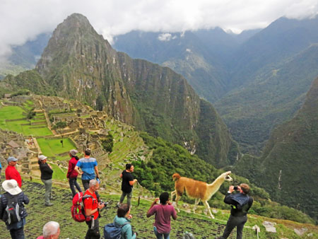 A llama frolicks for photo ops in front of Machu Picchu, Peru.