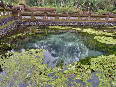 The roiling springs pool at Pura Tirta Empul, Bali.