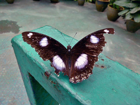 The elusive Black Butterfly of Doom captured by my lens at Taman Rama Rama in Kuala Lumpur, Malaysia.