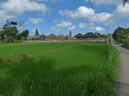 A beautiful rice field in Ubud, Bali, Indonesia.