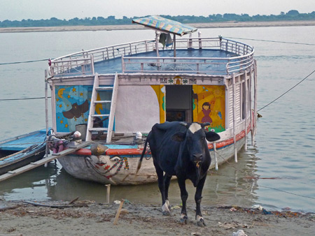 A cow and a colorful boat make quite a pair on the Ganges river in Varanasi, India.