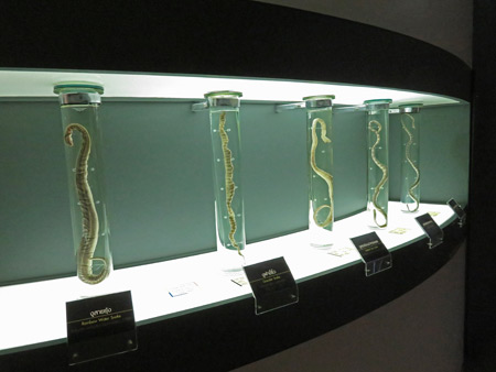 A museum display at the Queen Saovabha Institute Snake Farm in Silom, Bangkok, Thailand.