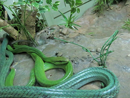 The indoor serpentarium at the Queen Saovabha Institute Snake Farm in Silom, Bangkok, Thailand.