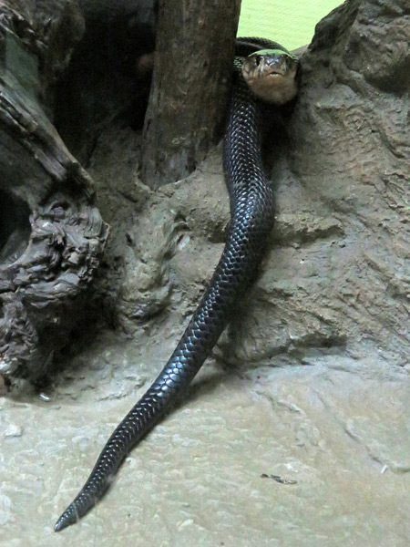 The indoor serpentarium at the Queen Saovabha Institute Snake Farm in Silom, Bangkok, Thailand.
