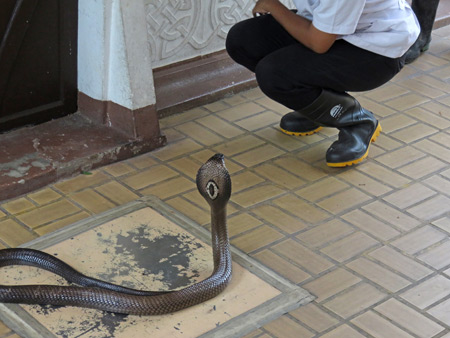 A King Cobra and a snake handler engaged in a standoff at the Queen Saovabha Institute Snake Farm in Silom, Bangkok, Thailand.