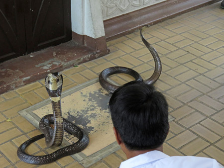 Two King Cobras and a snake handler engaged in a standoff at the Queen Saovabha Institute Snake Farm in Silom, Bangkok, Thailand.