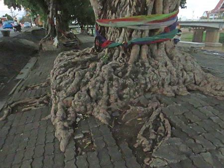 Some gnarly roots in Phitsanulok, Thailand.