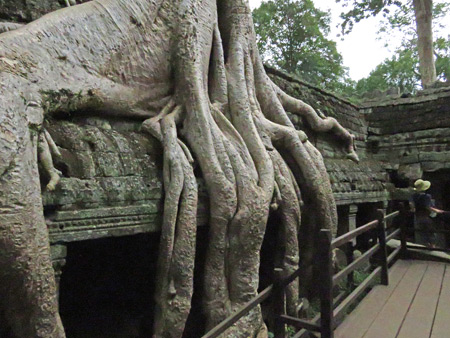 A tree consumes a wall at Ta Prohm, Angkor in Siem Reap, Cambodia.